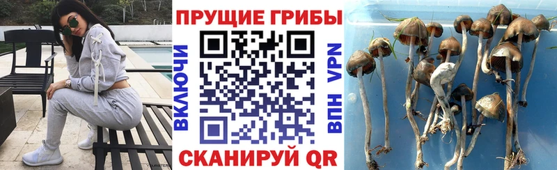 Галлюциногенные грибы Cubensis  Бакал 